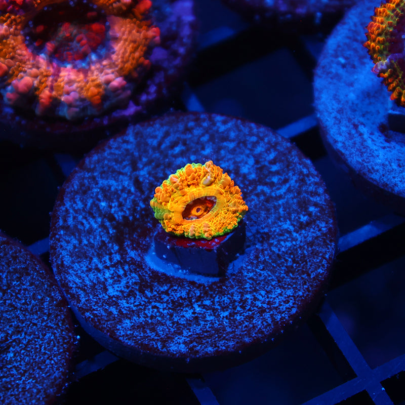 Tiny BSA Killshot Acan