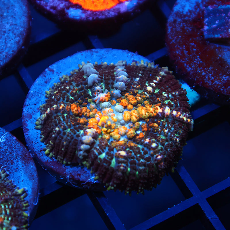 TCK Powerball Bounce Mushroom