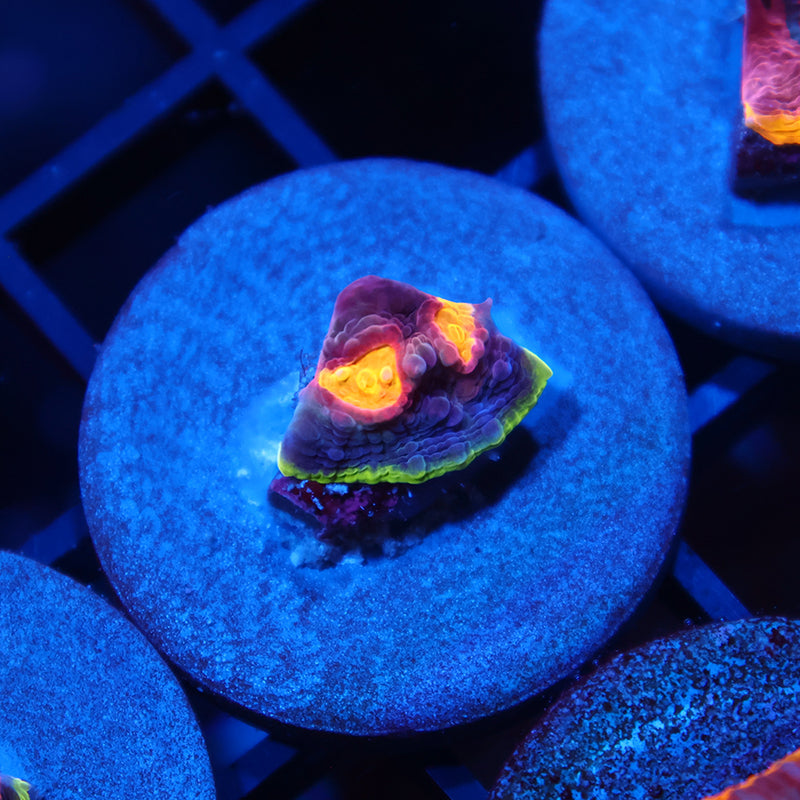 TCK Hybrid Watermelon Chalice
