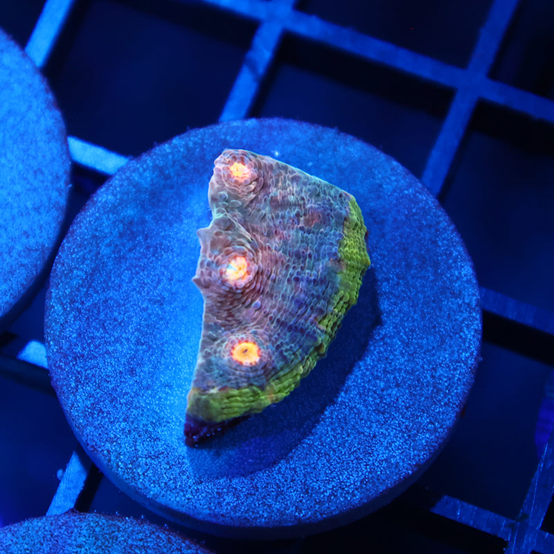 TCK Amazing Rainbow Chalice Blue Side