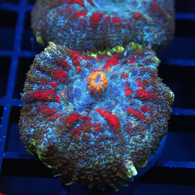 TCK Rainbow Rhodactis