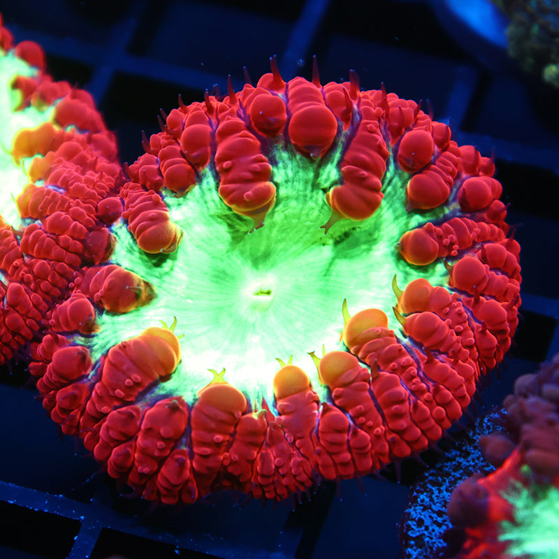 TCK Big Polyp Sour Apple Blasto
