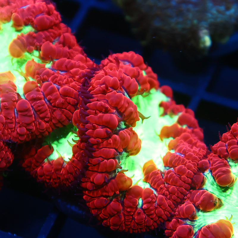 TCK Big Polyp Sour Apple Blasto