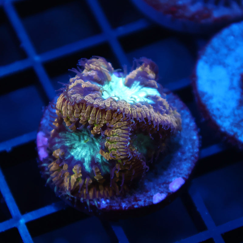 TCK Frozen Green Blastos