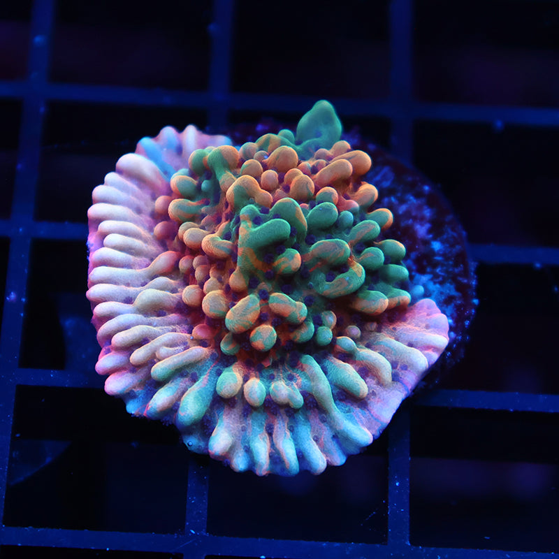 TCK Insane Grafted Slowburn Monti