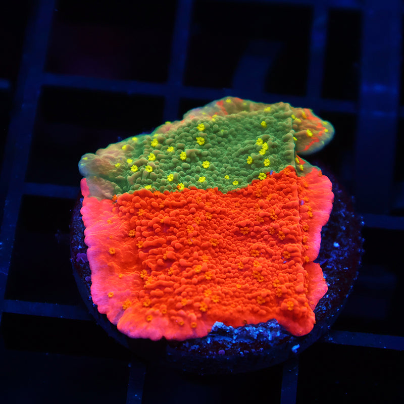 WWC Grafted Sunfire Cap – TCKCorals