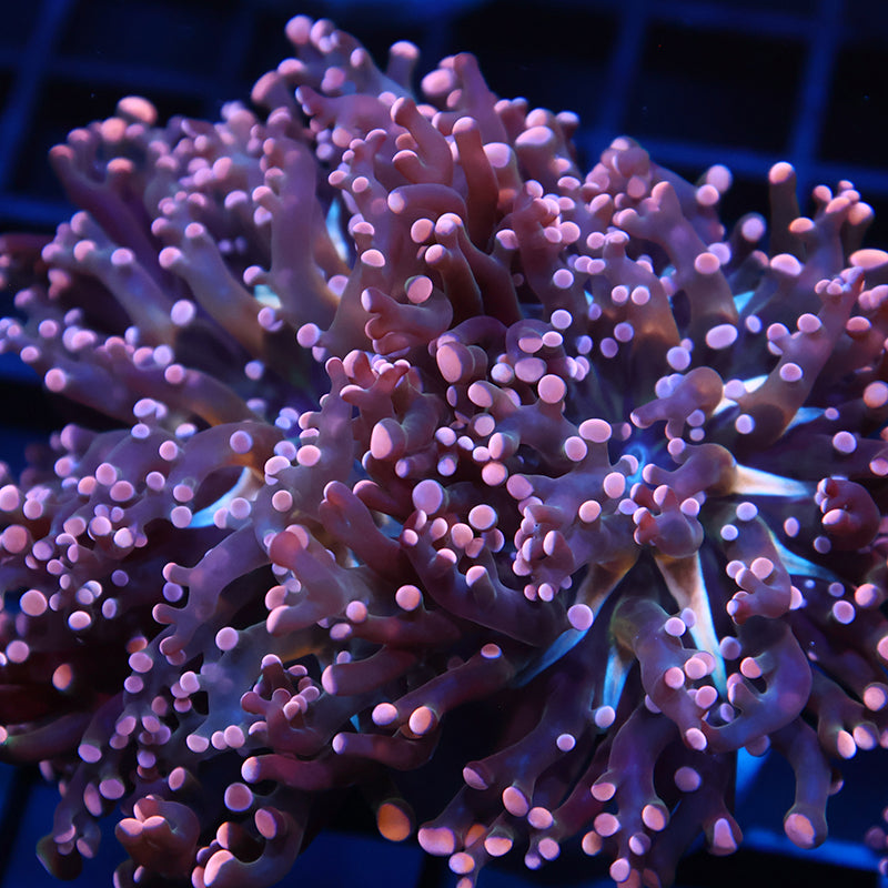 Lg TCK Branching Peach Frogspawn