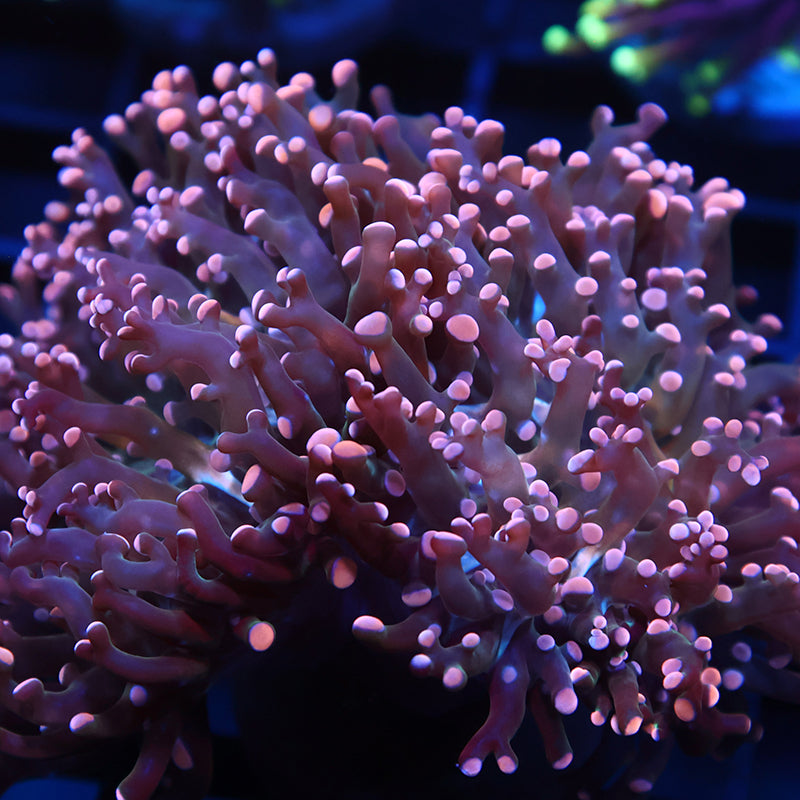 Lg TCK Branching Peach Frogspawn
