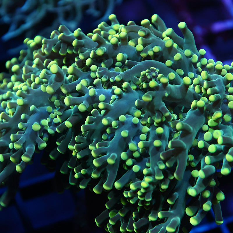 TCK Lemon Limes Branching Frogspawn