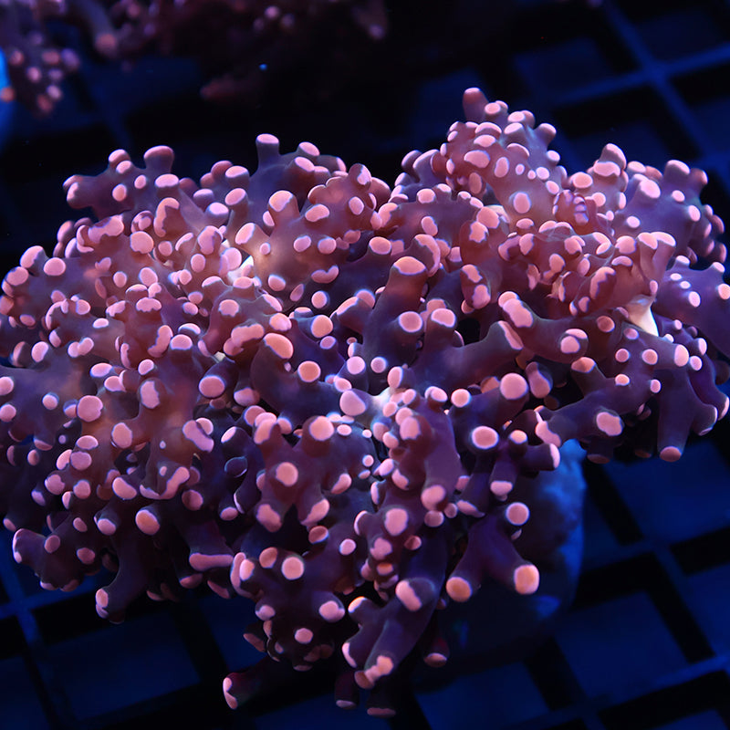TCK Gold Branching Frogspawn