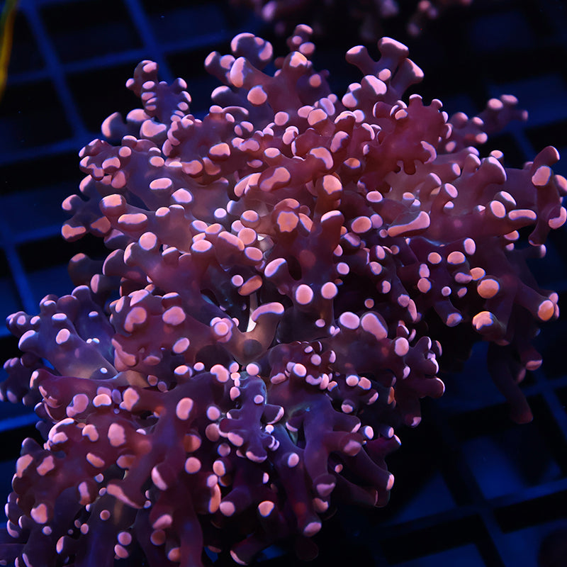TCK Gold Branching Frogspawn