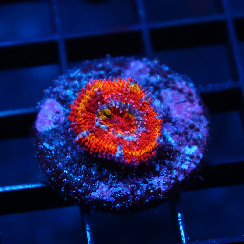 TCK Rainbow Acan