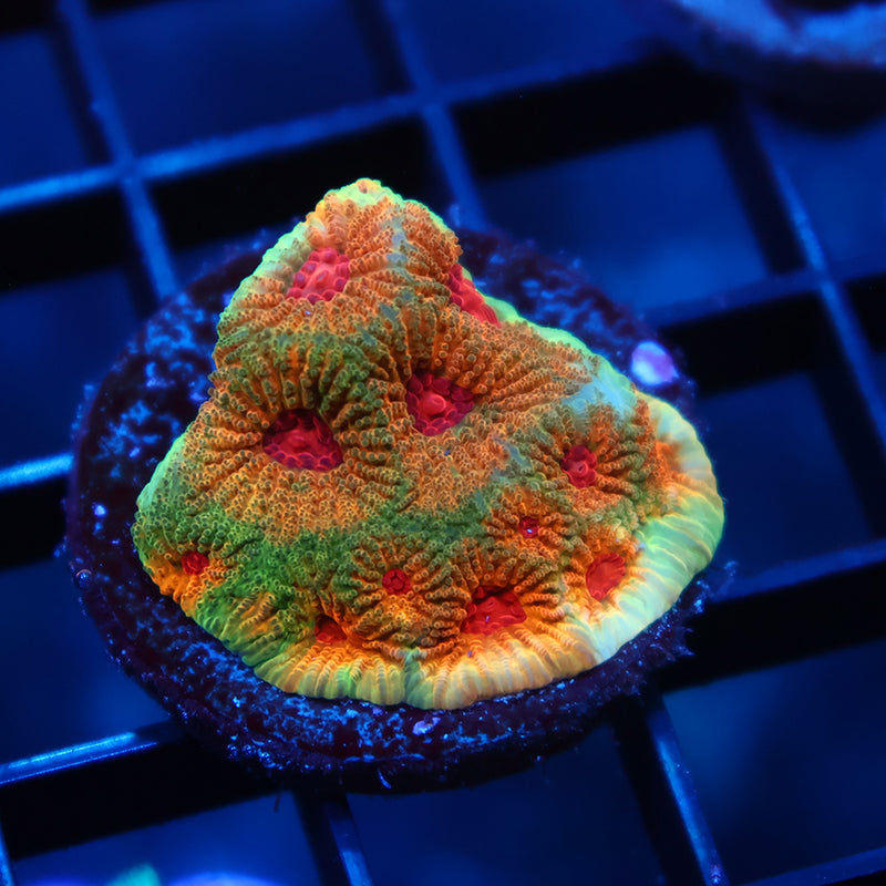 TCK Fascination Favia