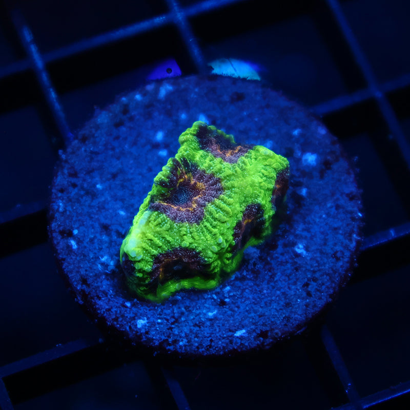 TCK Glow Worm Favia