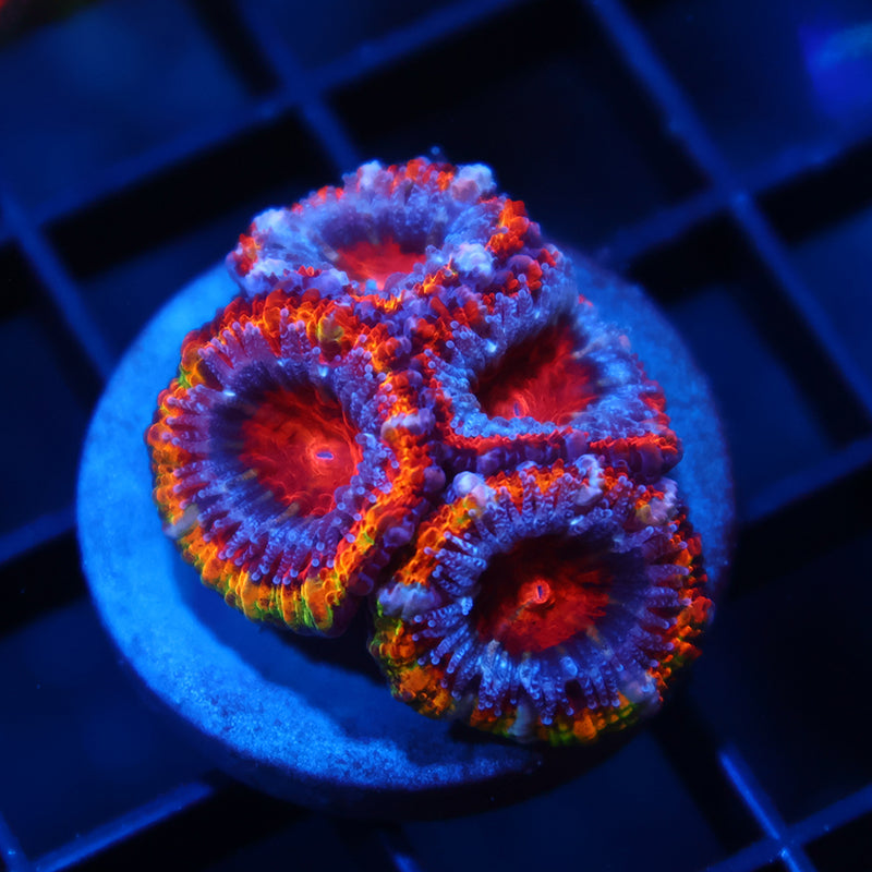 TCK Fluffy Rainbow Acan