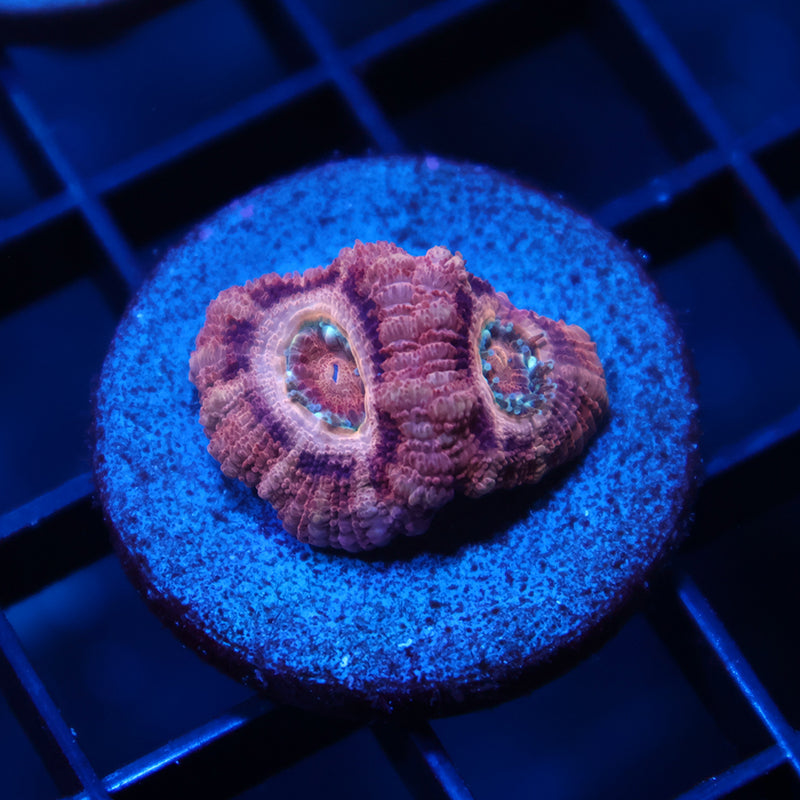 TCK Pink Asia Acan