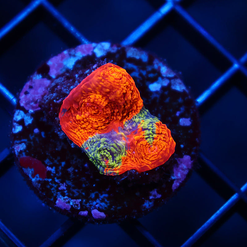 TCK Raging Swirl Chalice