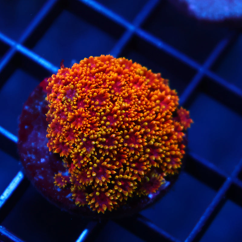 TCK Rainbow Crunch Goni Bernardpora