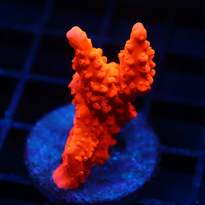 Setosa