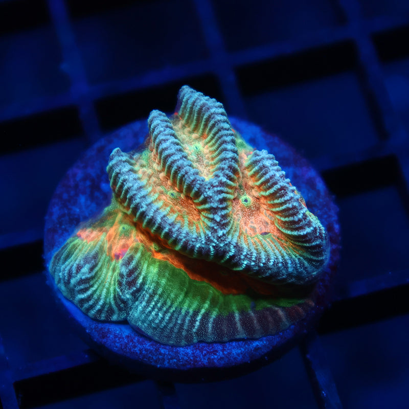 TCK Rainbow Platygyra