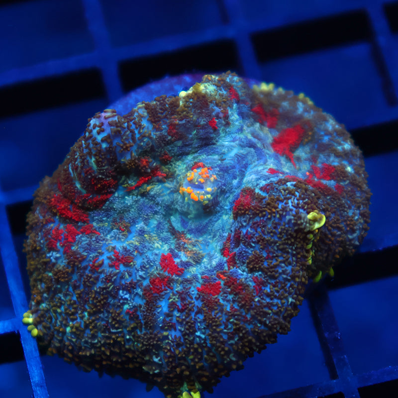 TCK Rainbow Rhodactis