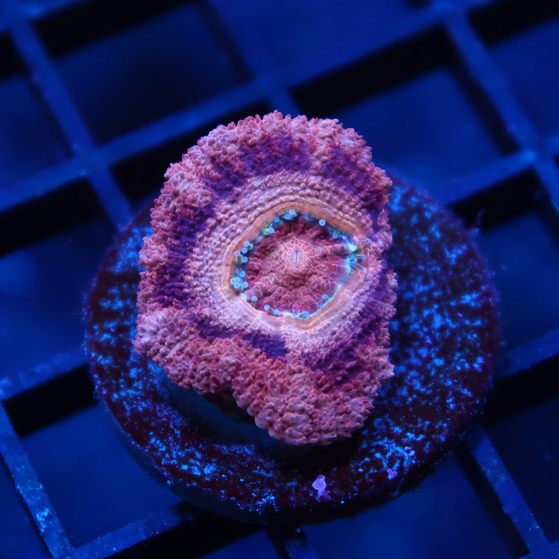 Awesome TCK Asia Acan