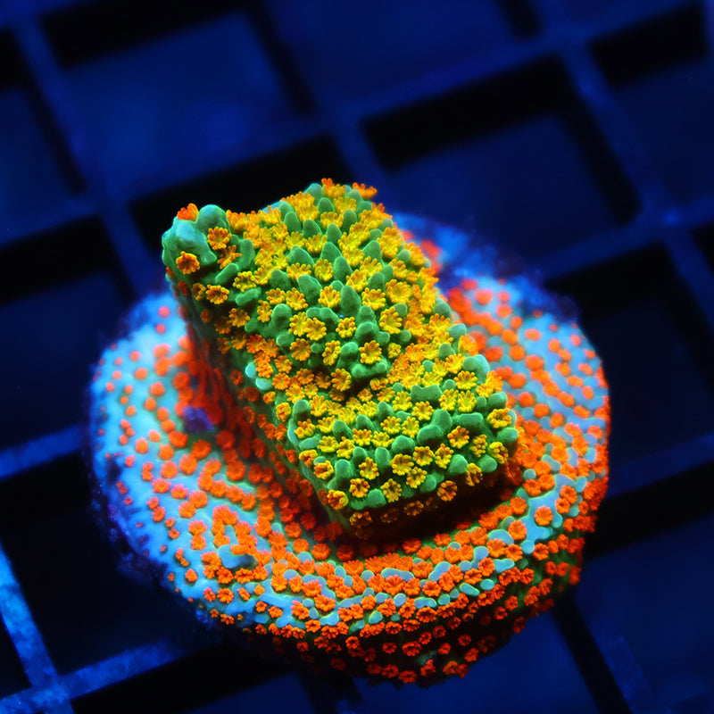 TCK Rainbow Roads Monti