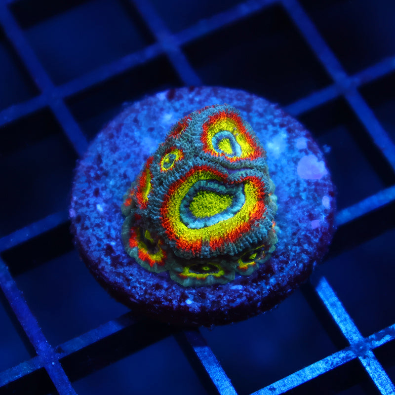 TCK HG Micromussa