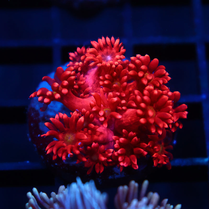 TCK Red Goni