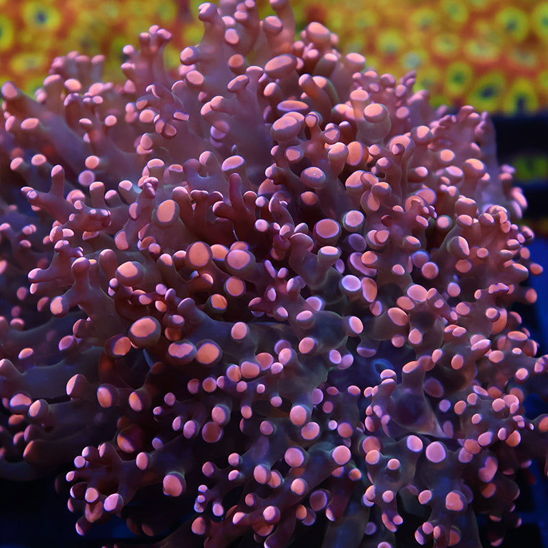 Lg TCK Branching Gold Frogspawn