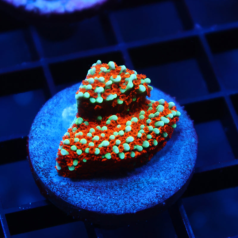 JF Aquaman Monti