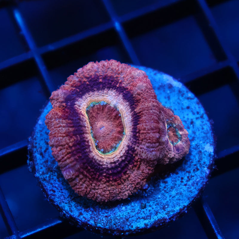 TCK Pink Asia Acan