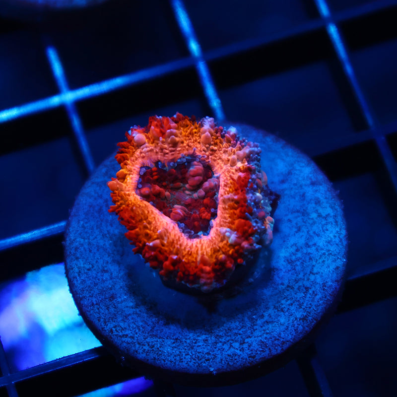 TCK Sunrise Acan