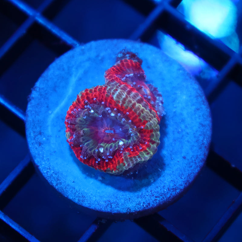 TCK Red Asia Acan