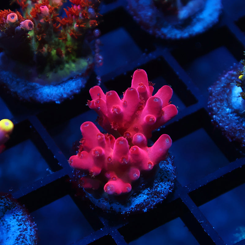 TCK Fire Blossom