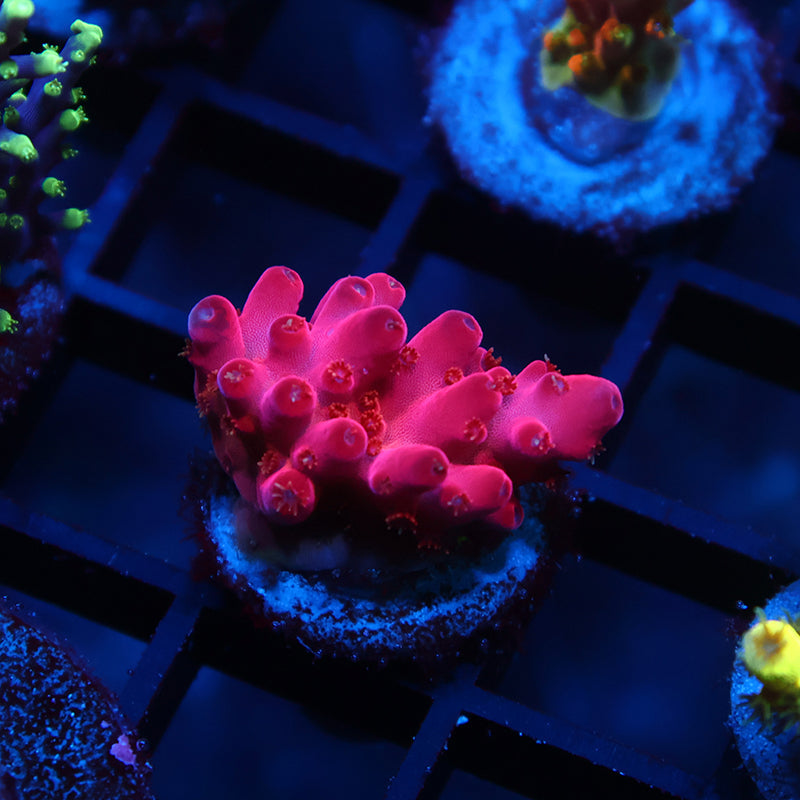 TCK Fire Blossom