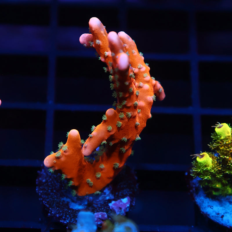 RR Tropicana Anacropora