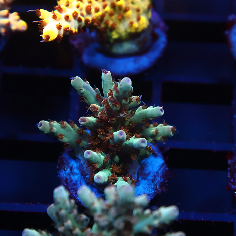 TCK Pink Polyp Shortcake