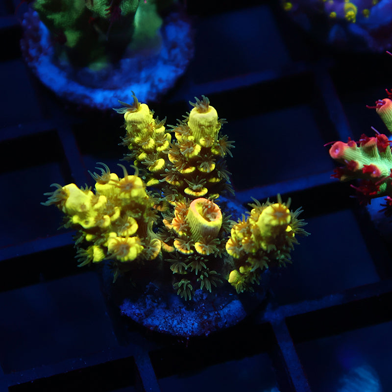 TCK Solar Beam Malaysia Tenuis