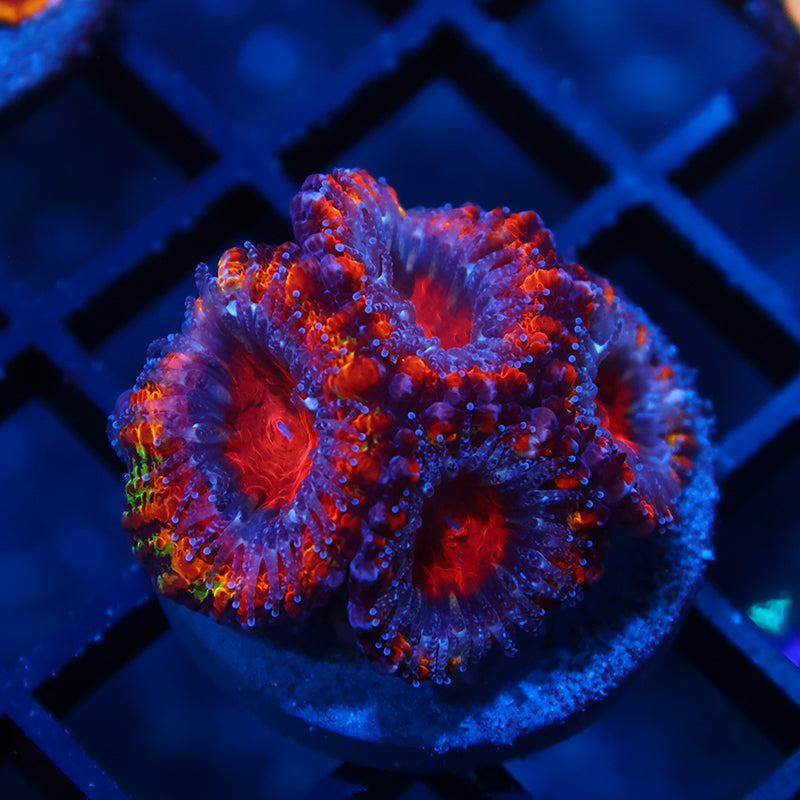 TCK Rainbow Fluffy Acan