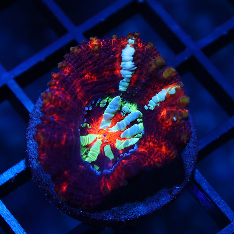 TCK Aquacultured S. Wilsoni
