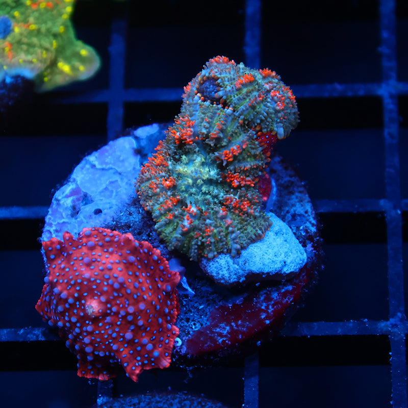 TCK Superman Mushroom with Bouncy Rhodactis
