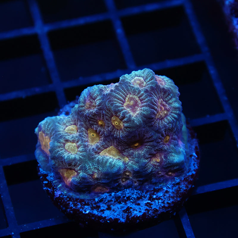 TCK Purple-ish Favia