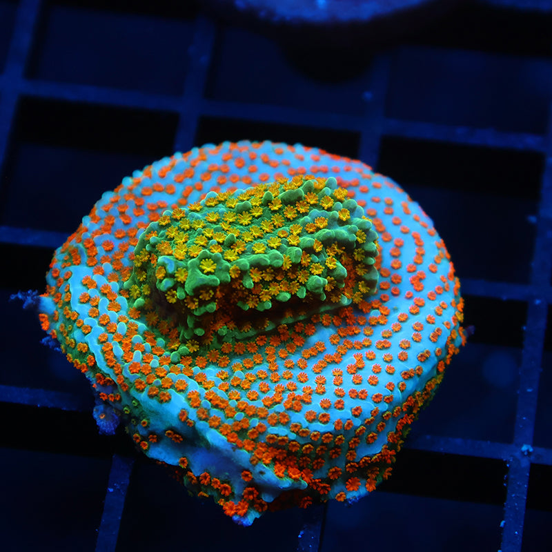 TCK Rainbow Roads Favia