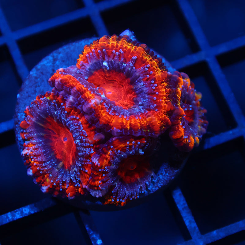TCK Fluffy Rainbow Acan