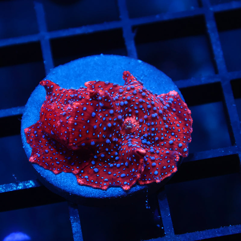TCK Superman Mushrooms