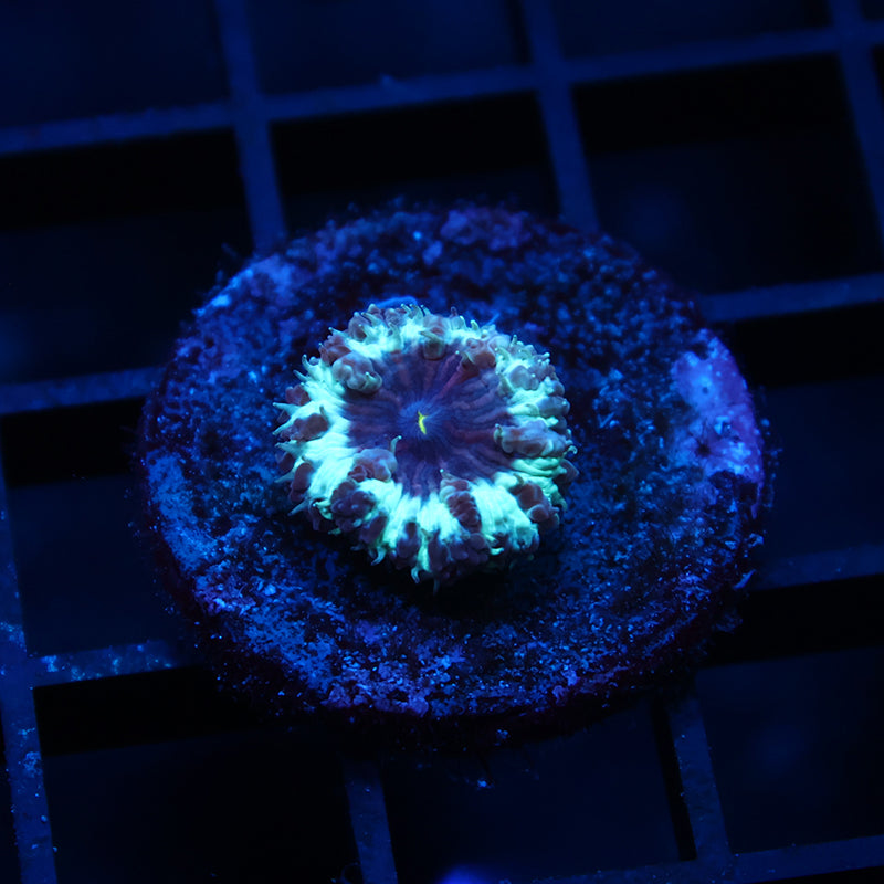 TCK Purple Blasto