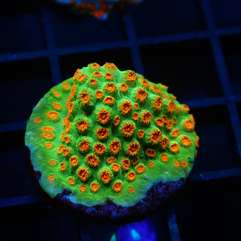 Reptar Cyphastrea