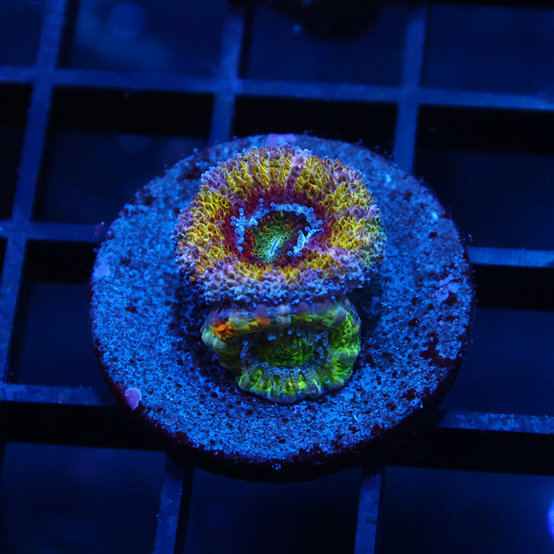 SR Limelight Acan
