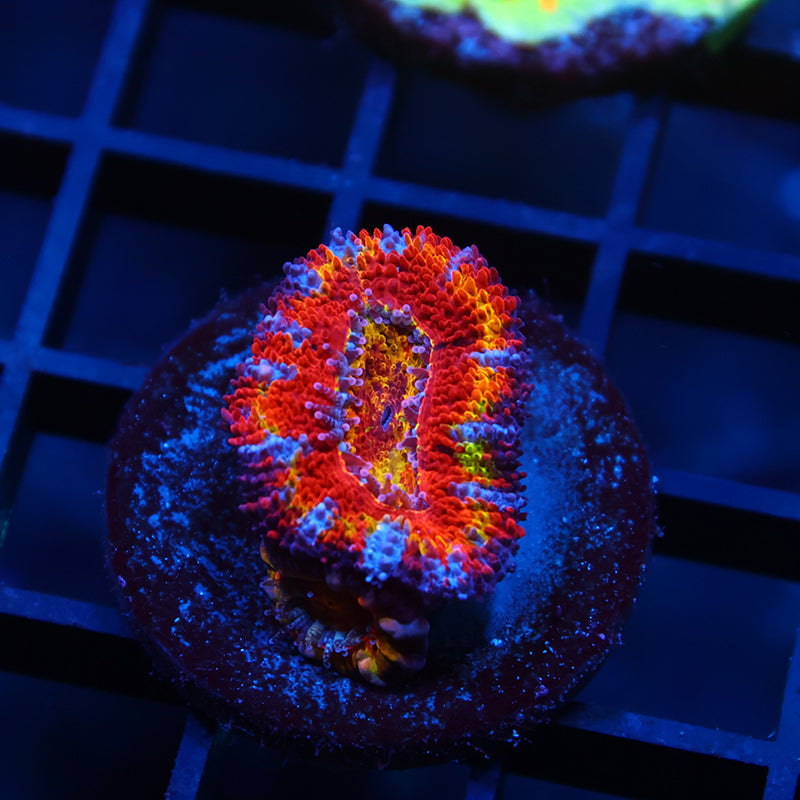 TCK Crazy Rainbow Acan